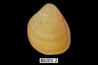 藏品(美洲大鳥尾蛤)的圖片